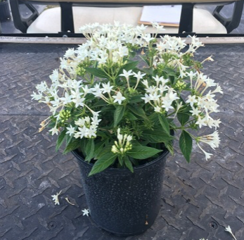 Egyptian Star Cluster – Pentas Lanceolata 'White'